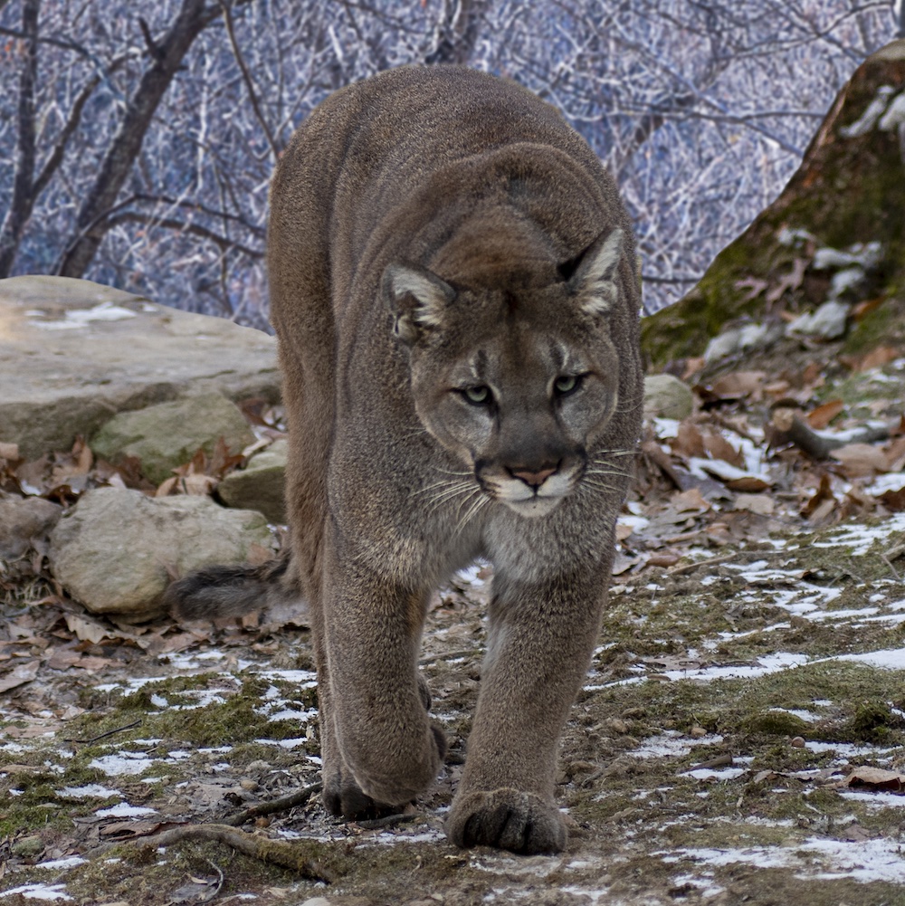 Puma