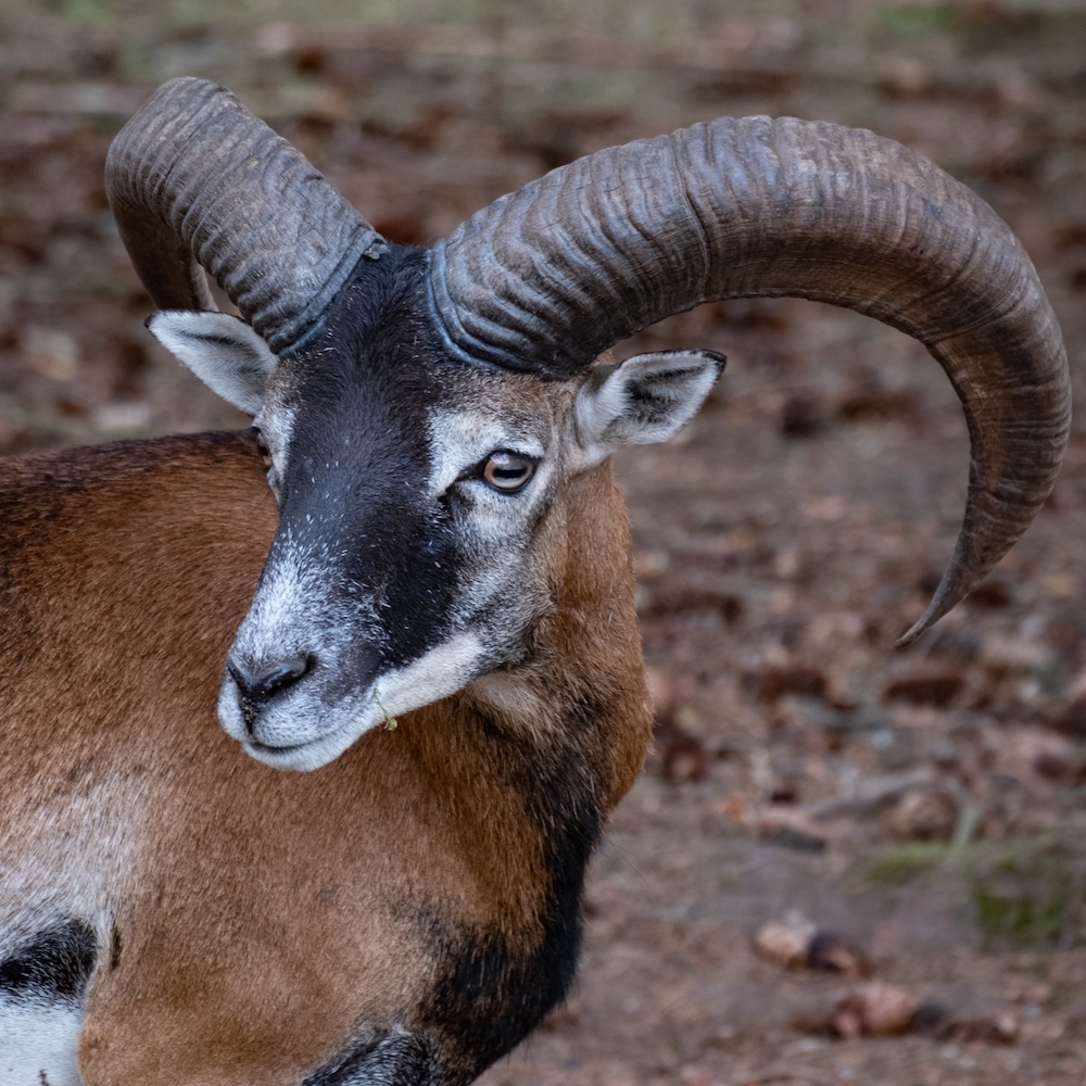 Muflon
